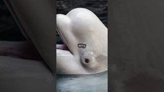 5 Amazing Facts About Beluga Whales [upl. by Shirline]