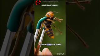 ASIAN GIANT HORNET shorts [upl. by Eda]