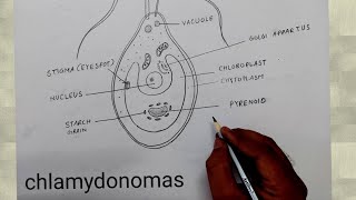 how to draw chlamydomonas I chlamydomonas diagram class 8 [upl. by Ydnem423]