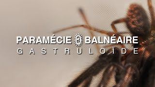 PARAMÉCIE BALNÉAIRE  GASTRULOÏDE  full album  2024 [upl. by Chanda]