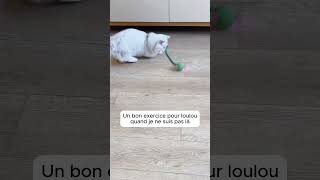 Un bon exercice pour mon chat quand je ne suis pas là [upl. by Soisinoid]