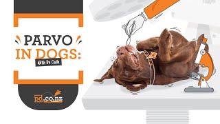 Parvovirus in Dogs and Puppies Symptoms Treatment and Prevention [upl. by Dannel]