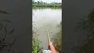 Fishing with tree branch and bait captures fish in Anhui [upl. by Emsoc747]