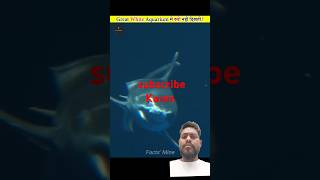 Great shark aquarium mein kyon nahin Rakha jata shark amazingfacts [upl. by Eeresed]