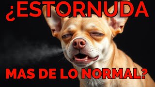 ESTORNUDOS en Perros ¿DEBO PREOCUPARME [upl. by Cuthbertson]