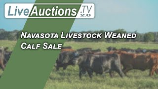 Navasota Livestock Weaned Calf Sale [upl. by Ahsiekin]