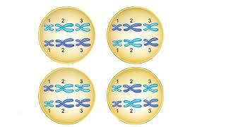 Metaphase I Animation [upl. by Ebba]