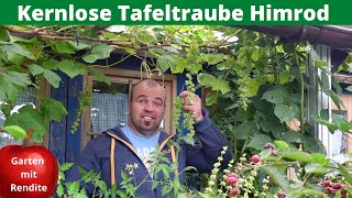 Kernlose Tafeltraube Himrod auch für Höhenlagen geeignet [upl. by Zzahc373]