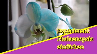 Experiment So werden Phalaenopsis Orchideen eingefärbt [upl. by Fassold]