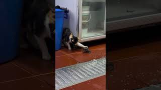 Funny cats video 059 cat [upl. by Celestia311]