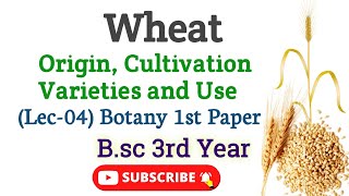 Wheat Bsc 3rd year Botany 1st Paper Origin Cultivation and varieties of wheat Triticum astivem [upl. by Lesh25]