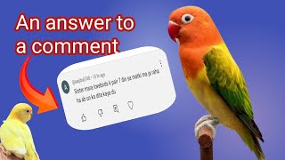 An answer to a comment  Lovebirds breeding season Tips love4birds [upl. by Stockmon]