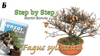 STEP BY STEP FAGUS SYLVATICA [upl. by Koa]