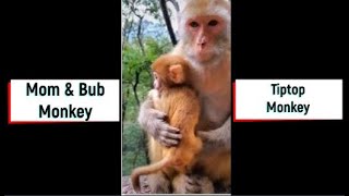 Mom and Bub Monkey  Tip Top Monkey [upl. by Lahtnero]