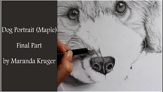 Drawing Timelapse  Dog Portrait of Maple Final Part [upl. by Spevek]