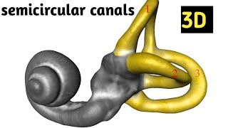 semicircular canals 3D Animation video medical information [upl. by Server769]