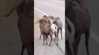 Big Horn Rams Butting Heads  Big Horn Sheep [upl. by Fryd]