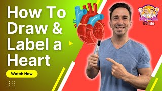 Best way to draw and label the heart  Heart Anatomy [upl. by Adama]