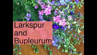 Seed Starting Larkspur and Bupleurum  PepperHarrow Farm [upl. by Anotal]