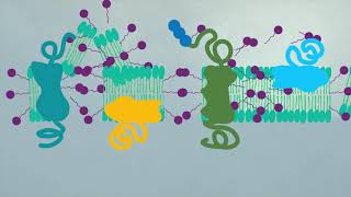 BB 314  Protein Membrane Asymmetry Animation [upl. by Cheffetz]