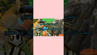 Darood e Tajدرود تاج کا Beautiful Voice Darood e Tajshorts daroodetaj quran [upl. by Parks]