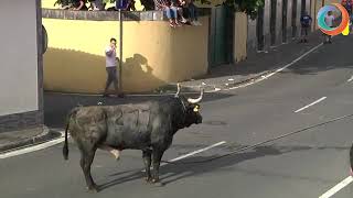 Tourada à corda na Vila Nova  toiros de HF  27082019 [upl. by Middle136]