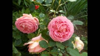 Gardens  My Eden 2014  Roses Edition [upl. by Raf]