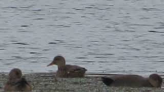 Preseason SCOUTING Wigeon Gadwall Redheads Shovelers [upl. by Enneicul]