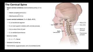 Cervical Lateral Flexion amp Rotation BIOMECHANICS [upl. by Aleahcim]