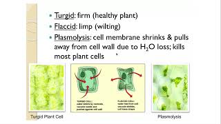 AP Bio 28 Tonicity and Osmoregulation Dr Joseph [upl. by Archie]