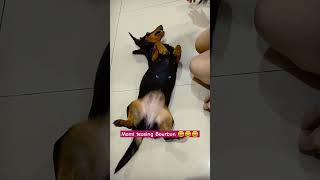 Why Bourbon often sneezes when we play Can anyone explain 😁🙏 doglover dachshund pets guguk [upl. by Nivert]