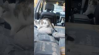 Koty marzą o podróżach 😂 cat kot funnyvideo funnyanimals funnycats funny shorts [upl. by Carlie]