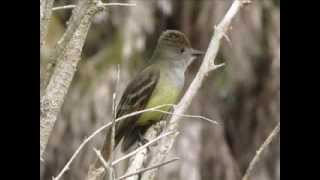 Great Crested Flycatcher Calling  Bird Sounds [upl. by Rory]