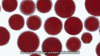 Astaxanthin von AstaReal® [upl. by Kara]