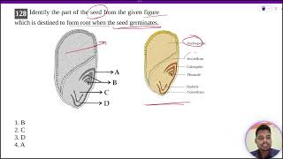 Identify the part of the seed from the given figure which is destined to form root when the seed [upl. by Solracesoj]