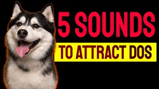 5 Sounds to ATTRACT DOGS Attention Make Dogs Go Crazy [upl. by Ariella62]