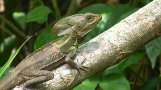 Basiliscus vittatus Brown basilisk  Basilisco o Charancaco male  macho Video 02 [upl. by Sven]