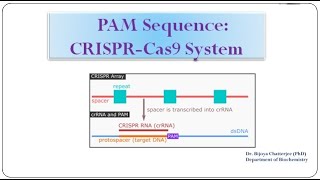 PAM Sequence CRISPR Cas 9 System [upl. by Yojal]