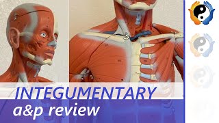 Integumentary System Review [upl. by Sivert287]