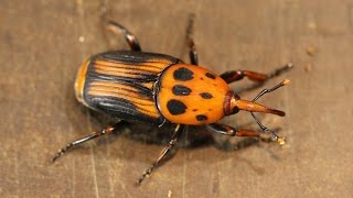 Justin Whittle  Farming of the Red Palm Weevil [upl. by Ruhl]