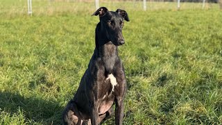 Welcome Bish Bosh Bashy the first ever greyhound to the syndicate [upl. by Malynda]