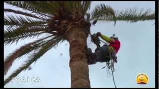 TALA CONTROLADA DE DOS PHOENIX CANARIENSIS [upl. by Jelks]