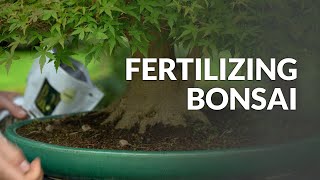 How to Fertilize a Bonsai tree [upl. by Tilford908]