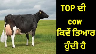 BEST COW ready karn vaste ki cheez bhut important hai [upl. by Haneen]