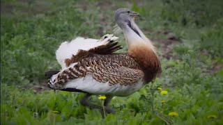 The Great Bustard bird makes a comeback in the UK [upl. by Yrdnal]