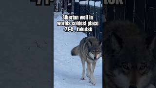 Close Call Siberian Wolf Attack in 71•C  Siberian wolf encounter in Yakutsk [upl. by Cordell]