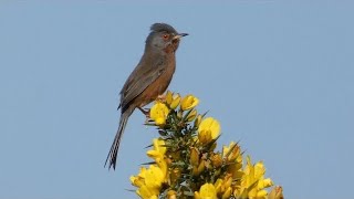 The Dartford Warbler and its Song [upl. by Innos]