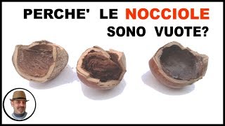 Perchè le nocciole cadono vuote Ecco le cause [upl. by Prem]