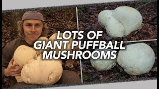 Lots Of Giant Puffball Mushrooms [upl. by Llerrehc]