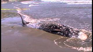 Cuviers Beaked Whale [upl. by Oilisab]